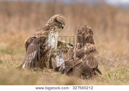 Commo Buzzard (buteo Buteo)  Natural Habitat Close Up, Buzzard In The Grass On The Ground, Bird Of P