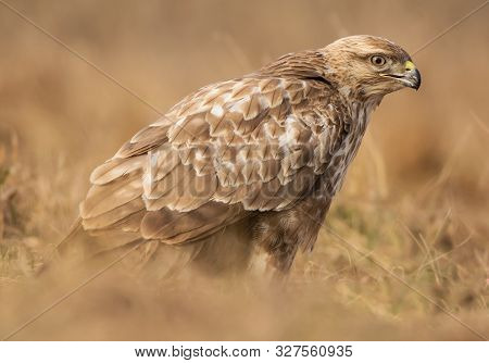 Common buzzard (Buteo buteo) in natural habitat close up, buzzard in the grass on the ground, hawk, 