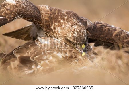 Common Buzzard (buteo Buteo) In Natural Habitat Close Up, Buzzard In The Grass On The Ground, Hawk, 