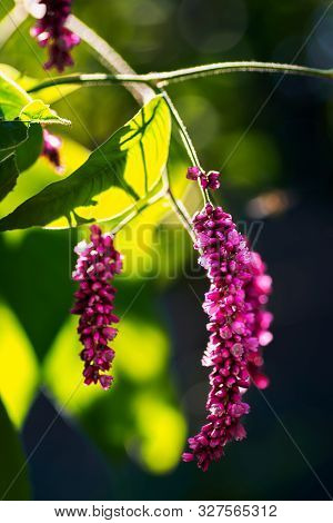 Amaranth. Flowers Of Amaranth Plant, Amaranthus, Pseudocereal With Leaves Macro.