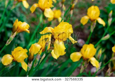 Light Yellow Blooming Irises Xiphium (bulbous Iris, Sibirica) On Green Leaves Ang Grass Background I