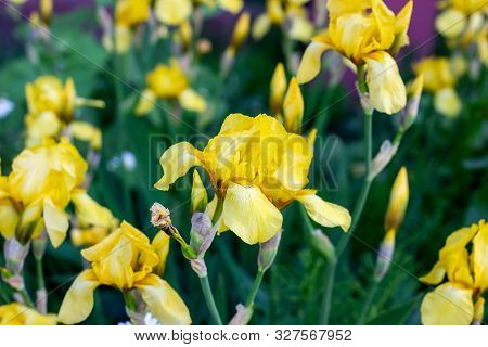 Light Yellow Blooming Irises Xiphium (bulbous Iris, Sibirica) On Green Leaves Ang Grass Background I
