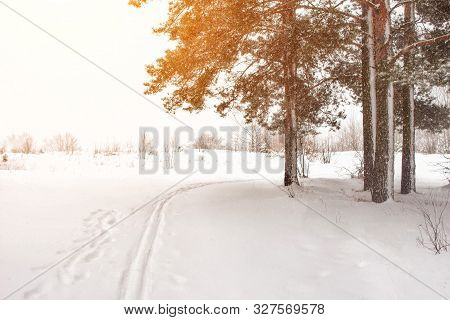 Winter Ski Track In The Forest Against The Background Of The Forest Made Of Christmas Trees, Backgro