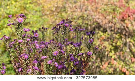 Astra Virgin Or New Belgian (symphyotrichum Novi-belgii) Beautiful Autumn Flower Bed