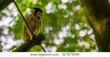 Portrait Of A Squirrel Monkey, Cute Small Monkey, Tropical Primate Specie From The Amazon Basin Of A