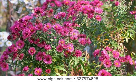 Astra Virgin Or New Belgian (symphyotrichum Novi-belgii) Beautiful Autumn Flower Bed