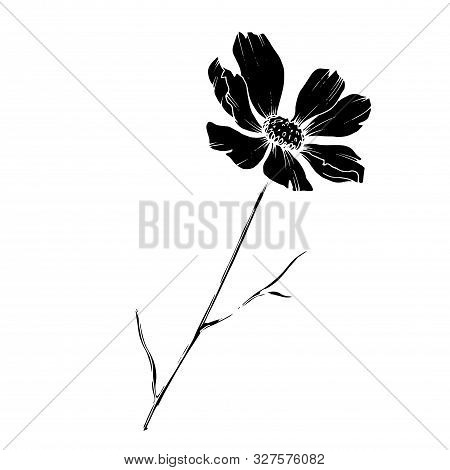 Vector Cosmos Floral Botanical Flowers. Black And White Engraved Ink Art. Isolated Cosmea Illustrati