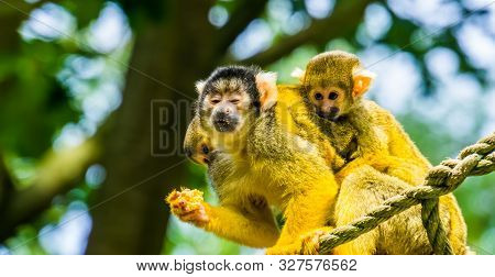Common Squirrel Monkey Having A Twin Infant On Her Back, Tropical Animal Specie From The Amazon Basi
