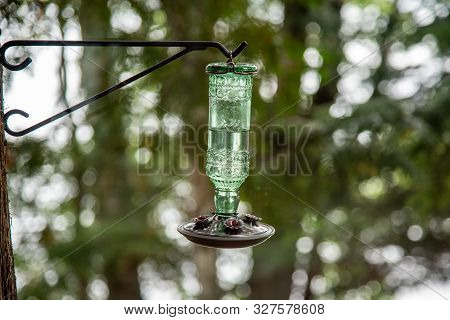 Waiting Hummingbird Be Image Photo Free Trial Bigstock