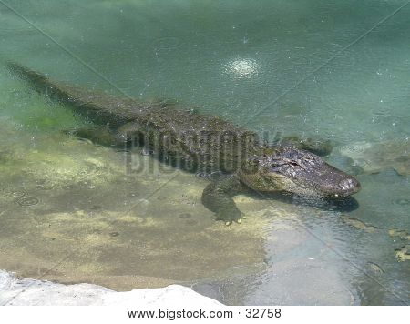 Crocodilo nas águas da Austrália