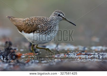 Mature Green Sandpiper Wades In Water Near A Lake Shore In Early Spring