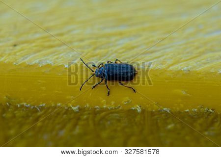 Blue Beetle In Motion