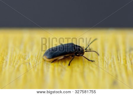 Blue Beetle In Motion