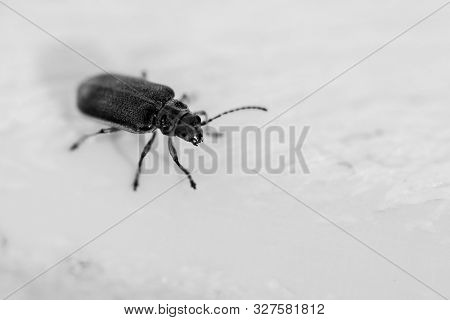 Blue Beetle In Motion