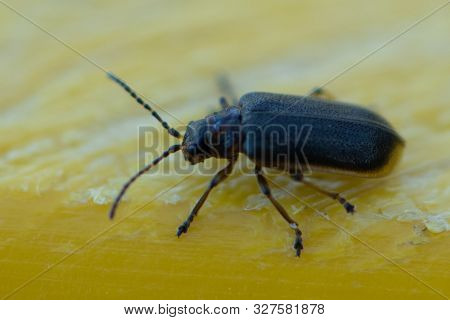 Blue Beetle In Motion
