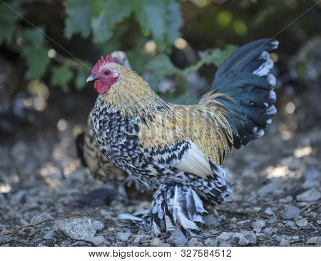Picture Of Booted Bantam In The Nature