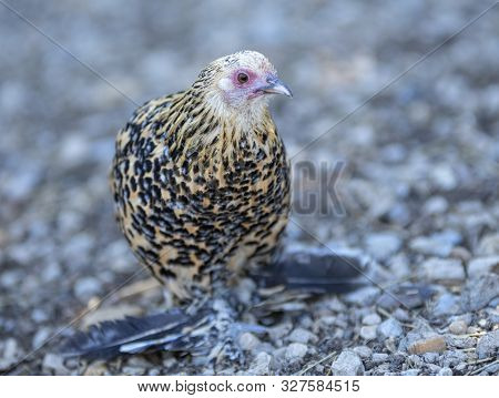 Picture Of Booted Bantam In The Nature