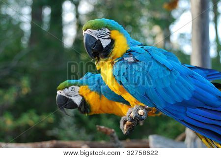 ツリーでのコンゴウインコ