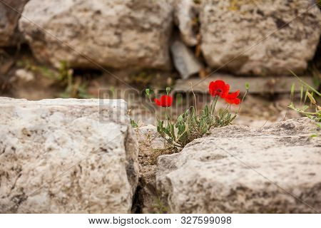 Detail Of The Stones At Bleachers  Of The Theatre Of Dionysus Eleuthereus The Major Theatre In Athen