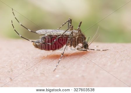 Striped Mosquitoes Are Eating Blood On Human Skin. Mosquitoes Are Carriers Of Dengue Fever And Malar