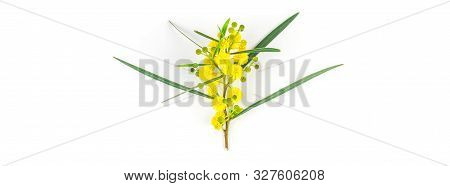 Acacia Pycnantha Or Mimosa Twig With Yellow Fluffy Flowers Isolated On White Background. Top View Wi