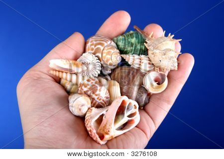 เปลือกหอยทะเลในมือ
