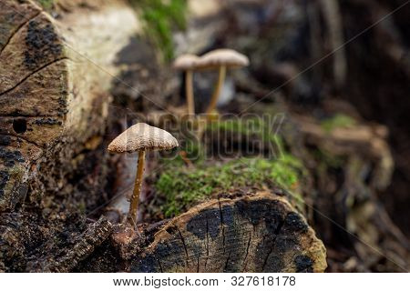 A Poisonous Fungus Growing On An Old Tree Trunk. Small Mushrooms In A Pine Forest.