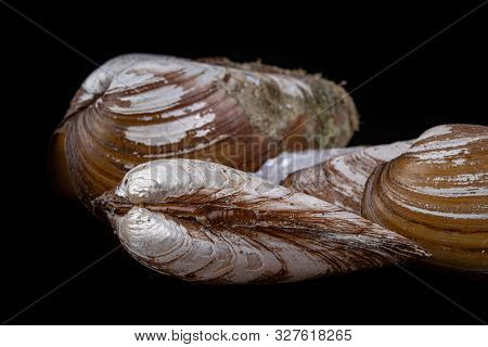 Anodonta Anatina Empty Shell. A Clam Shell Living In The Lakes Of Central Europe.