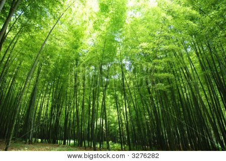 Floresta de bambu fresco