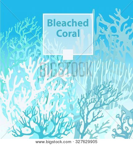 Coral Bleaching Occurs Rising Sea Temperatures And Global Warming Are Killing Coral Reefs
