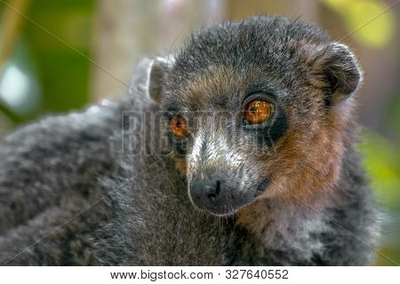 Red Fronted Brown Lemur ( Eulemur Rufifrons ). Madagascar, Close Up