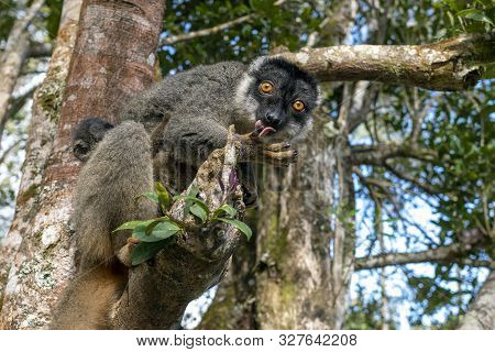 Red Fronted Brown Lemur ( Eulemur Rufifrons ). Mother And Baby. Madagascar, Close Up