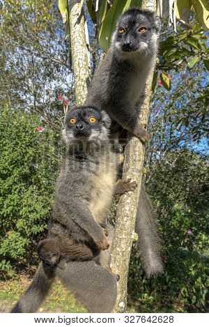 Red Fronted Brown Lemur ( Eulemur Rufifrons ). Mother And Baby. Madagascar, Close Up