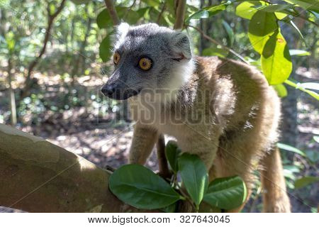 Red Fronted Brown Lemur ( Eulemur Rufifrons ). Madagascar, Close Up