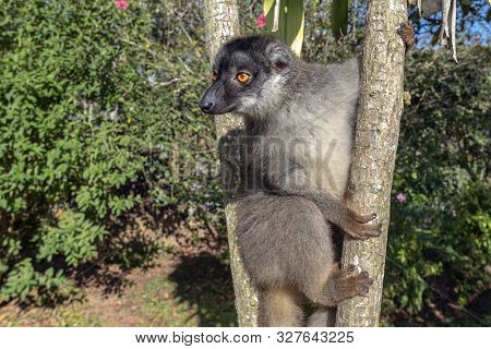 Red Fronted Brown Lemur ( Eulemur Rufifrons ). Mother And Baby. Madagascar, Close Up