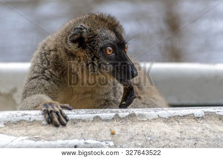 Red Fronted Brown Lemur ( Eulemur Rufifrons ). Madagascar, Close Up