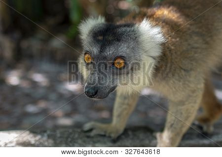 Red Fronted Brown Lemur ( Eulemur Rufifrons ). Madagascar, Close Up