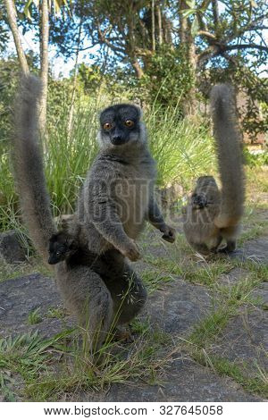 Red Fronted Brown Lemur ( Eulemur Rufifrons ). Mother And Baby. Madagascar, Close Up