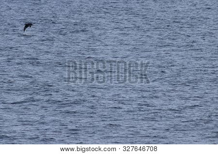 Dolphin Jumping In The Ocean. Pacific White-sided Dolphin Lagenorhynchus Obliquidens In Natural Habi