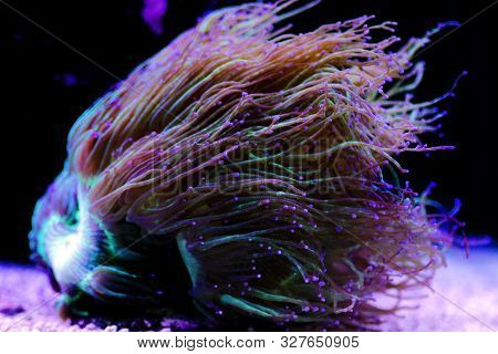 Wonder Elegance Lps Coral - Catalaphyllia Jardinei