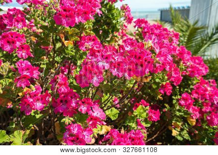 Petunia bush in the park