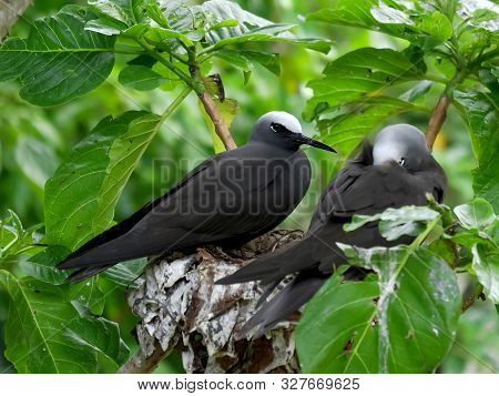 Noddy Tern And Sleeping Mate At Heron Island