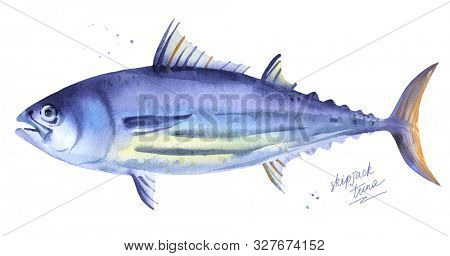Striped tuna, Skipjack tuna. Hand drawn watercolor fish illustration on white background