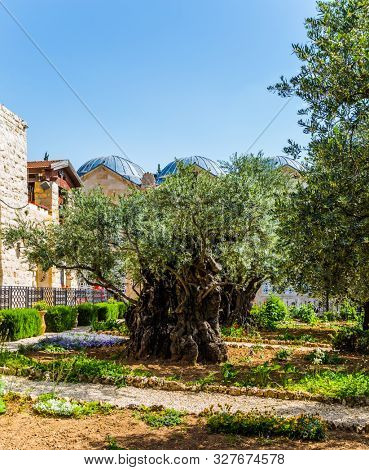 Gethsemane Garden Eternal Jerusalem. Ancient olive trees under the hot autumn sun. Eight very ancient olives grow in the Garden of Gethsemane. The concept of historical, religious and ethnographic 