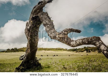 Beautiful landscape view of a trunk of a ancient tree