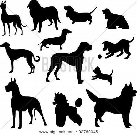 set di cane