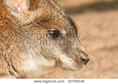 ตัว Wallaby ปาร์มา