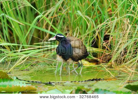 Mężczyzna Jacana białogardła