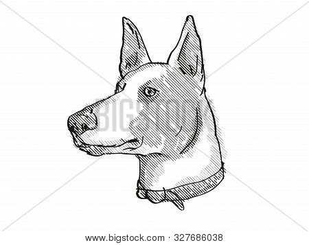 Retro Cartoon Style Drawing Of Head Of A Ibizan Hound, A Domestic Dog Or Canine Breed On Isolated Wh