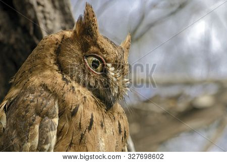 Madagascar Scops-owl  ( Otus Rutilus), Pemba Dwergooruil, Malagasy